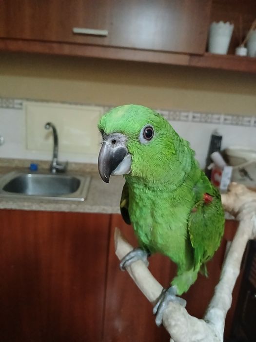 Amazonas auropaliatta