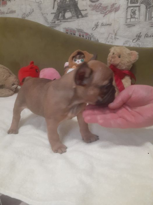 Французкий бульдог.