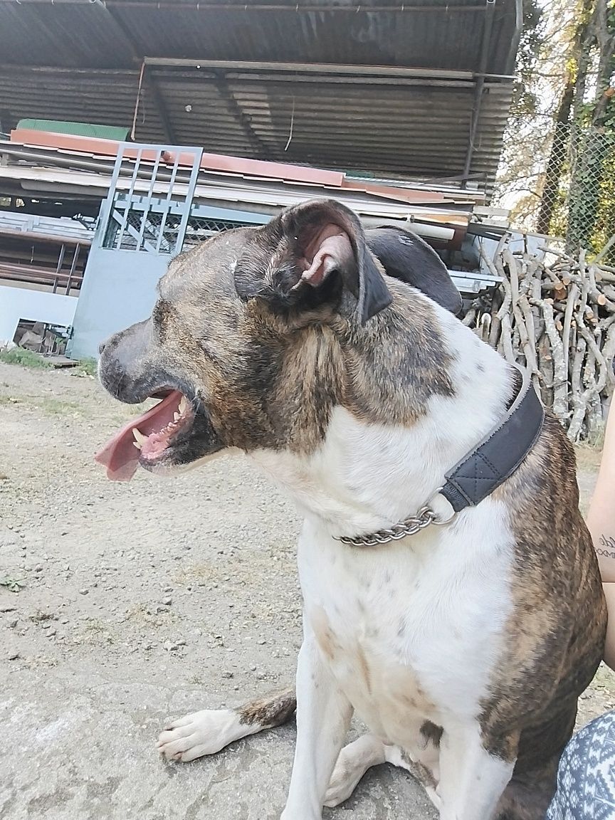 Procura-se uma família especial para uma cadela muito especial