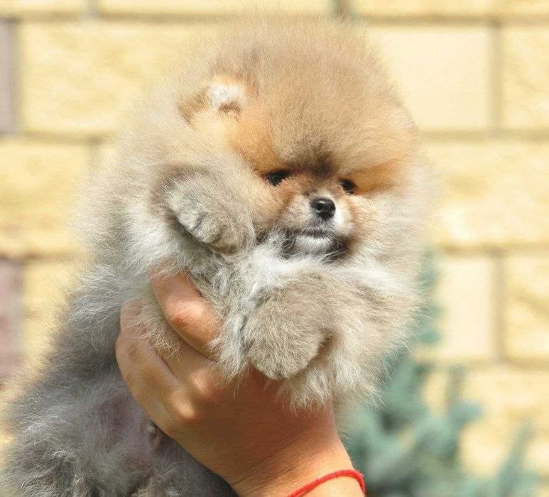 Люксовые щенки померанского шпица мишки курносые плюшевые
