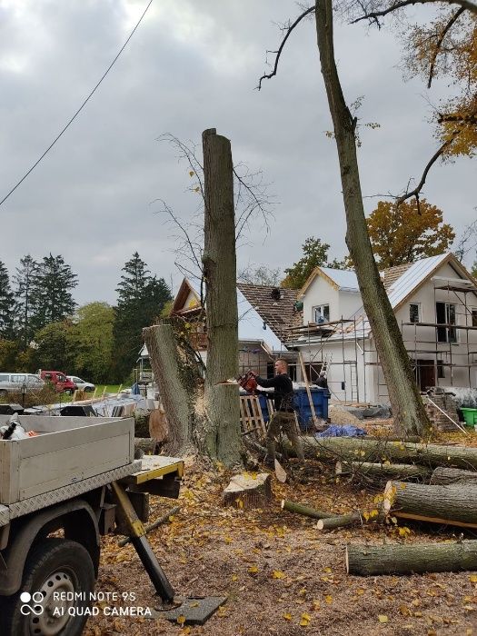 Wycinka drzew, przycinanie żywopłotów, zrębkowanie gałęzi,usuwanie pni