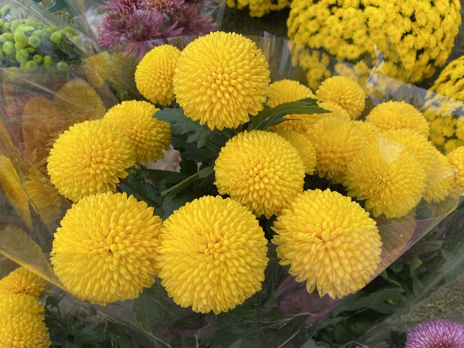 Chryzantemy doniczkowe