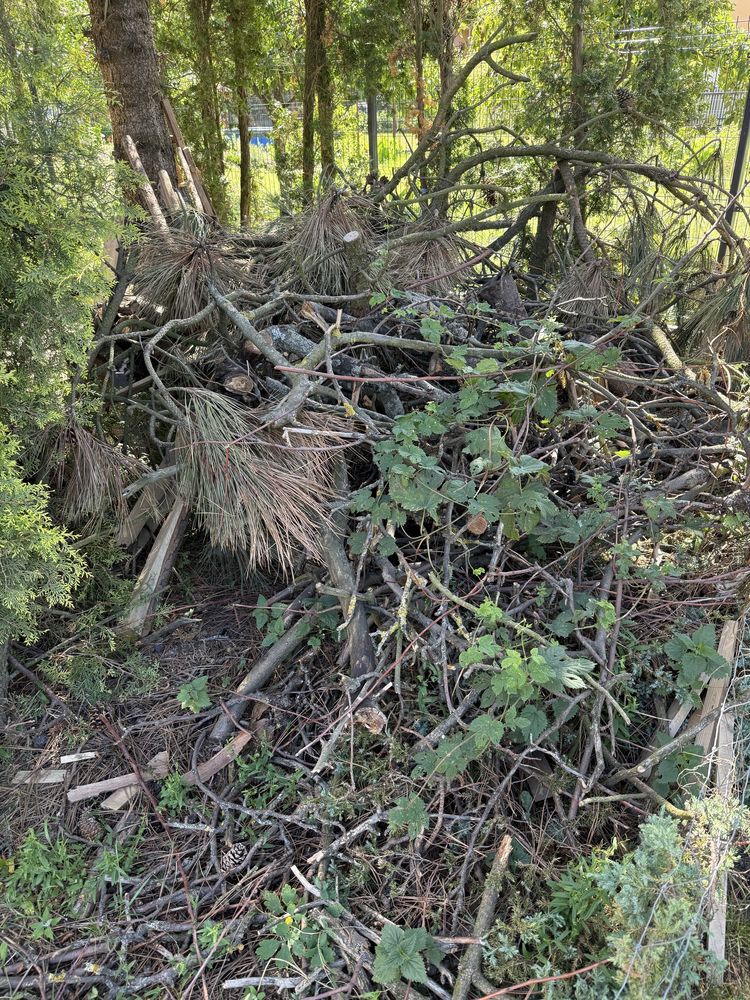 Oddam drewno i gałęzie