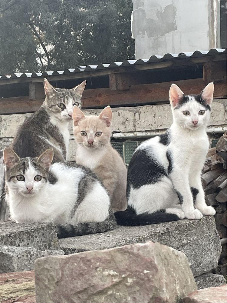 Кошегята в добрі руки. Є дівчатка і хлопчики