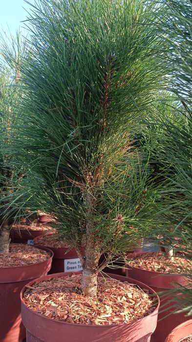 Сосна чорна Грін Тауер