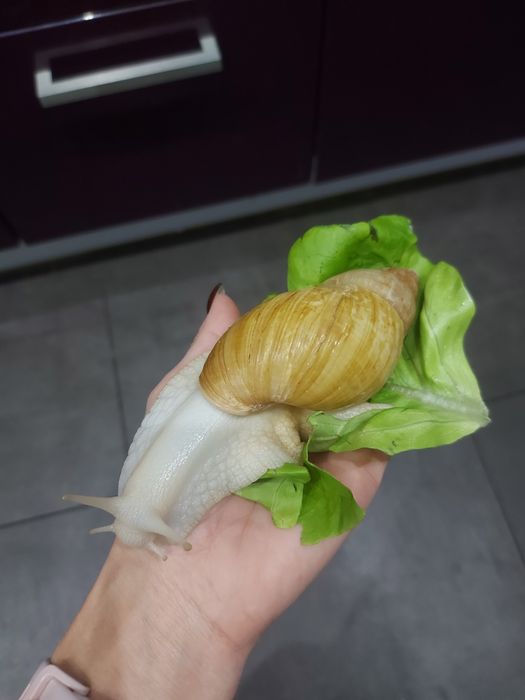 Ślimak afrykański Lissachatina fulica