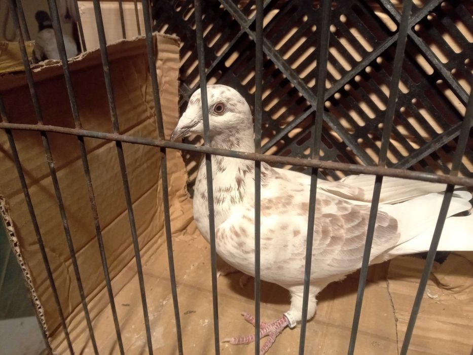 Gołębie pocztowe samice