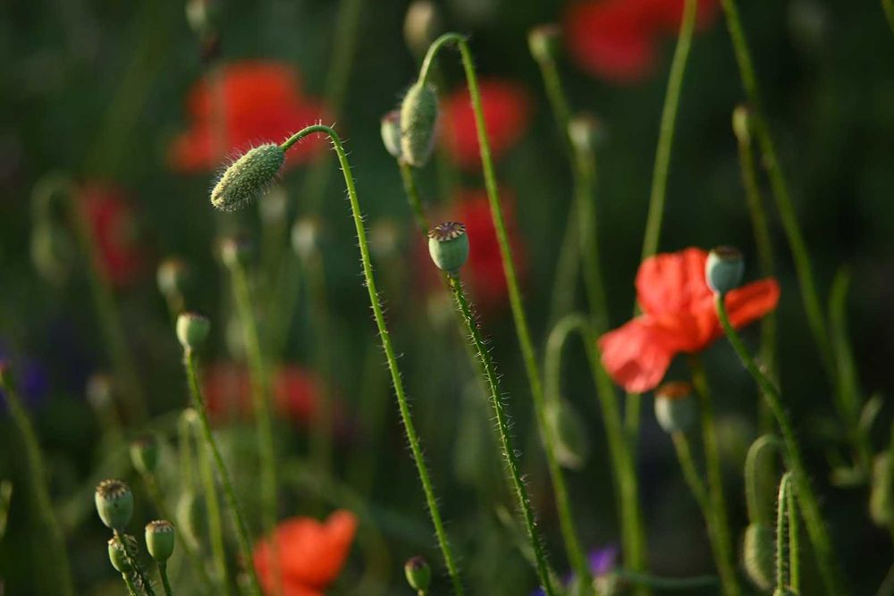 Vivitar series1 90/2.5 VMC macro легендарна Бокіна для бездзеркалок FD