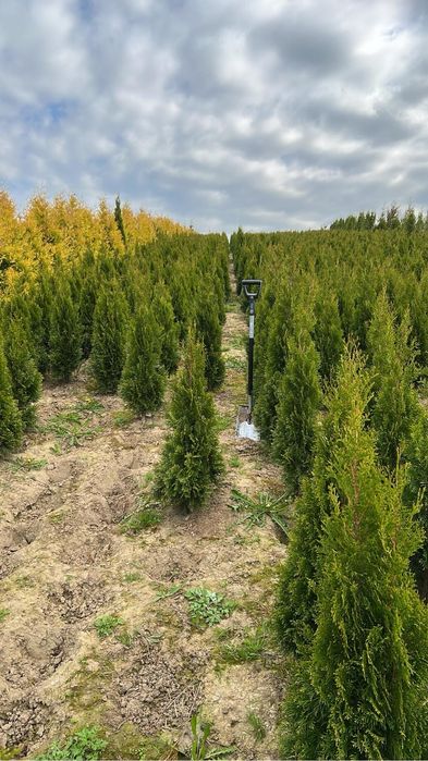 Tuja Szmaragd 110-120cm PRODUCENT ‼️ DOSTAWA ‼️ Szybka realizacja