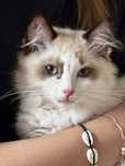 Kocurek Ragdoll - przytulanka
