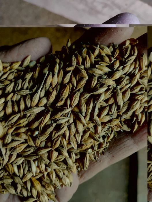 Jęczmień ozimy 2025