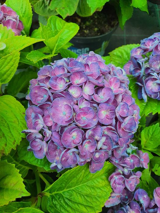 монстера гортензия плющ магнолия