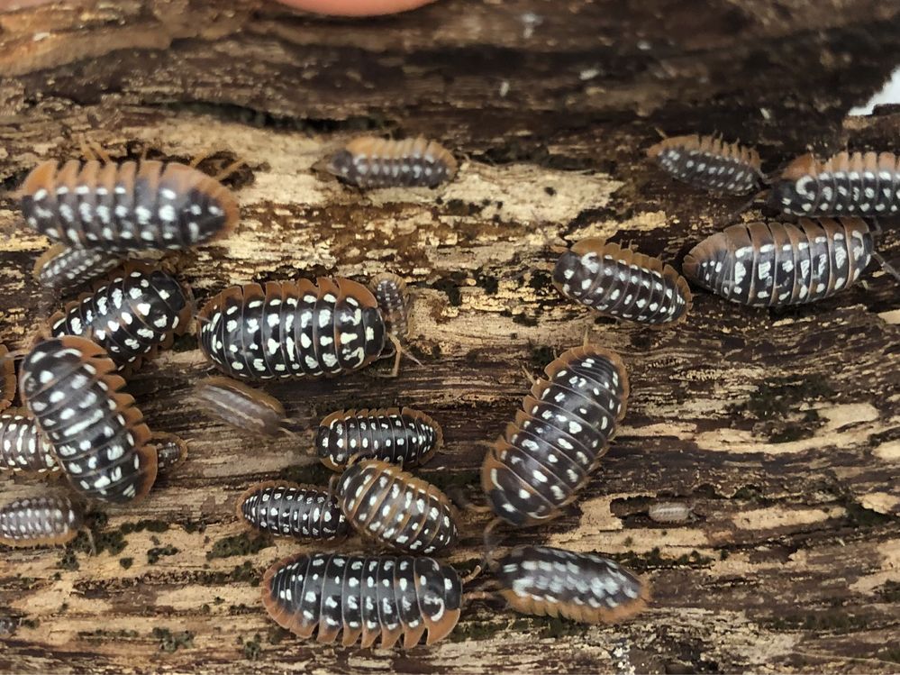 Armadillidium werneri isopody kulanki