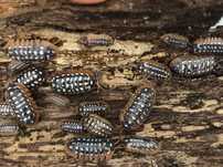Armadillidium werneri isopody kulanki