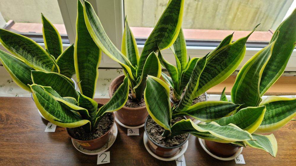 Sanseviera Laurentii sadzonki ukorzenione