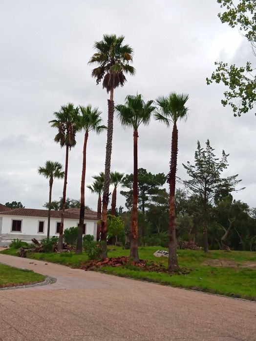 Corte e poda de árvores