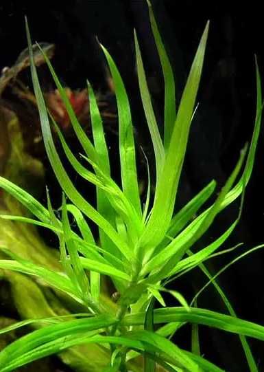 Rośliny do akwarium - Heteranthera zosterifolia