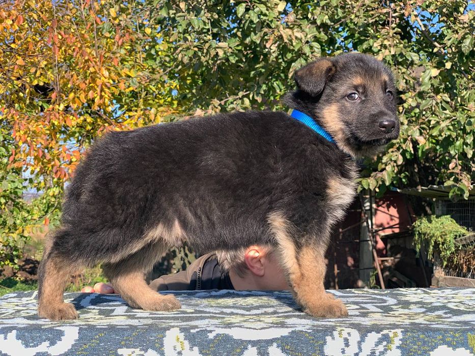 Можливо,то ваша мрія?