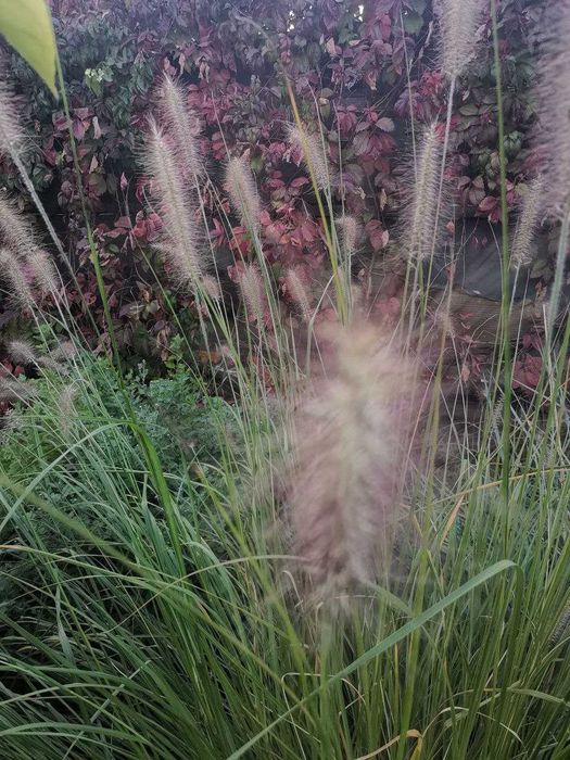 пеннісетум лісохвостний  . пухнастий злаковий до 1 м