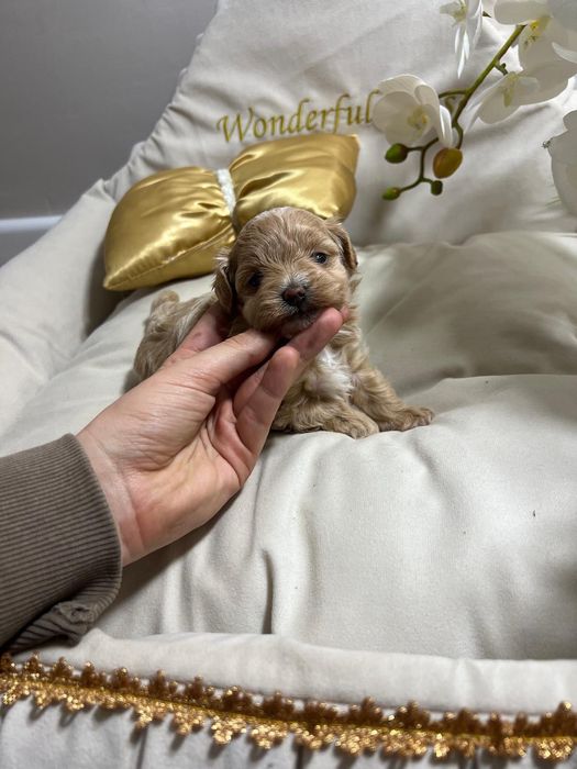 Maltipoo pudel toy/maltańczyk piękna malutka suczka b.genetyczne