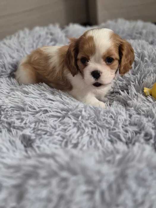 Cavalier King Charles