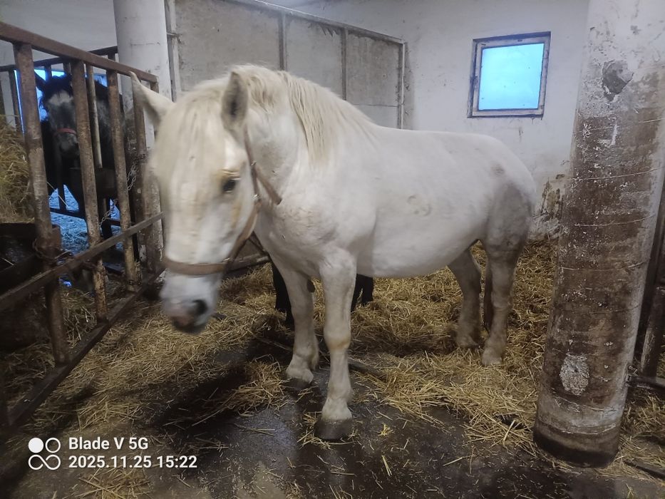 Klacz 7 lat że zrebakiem