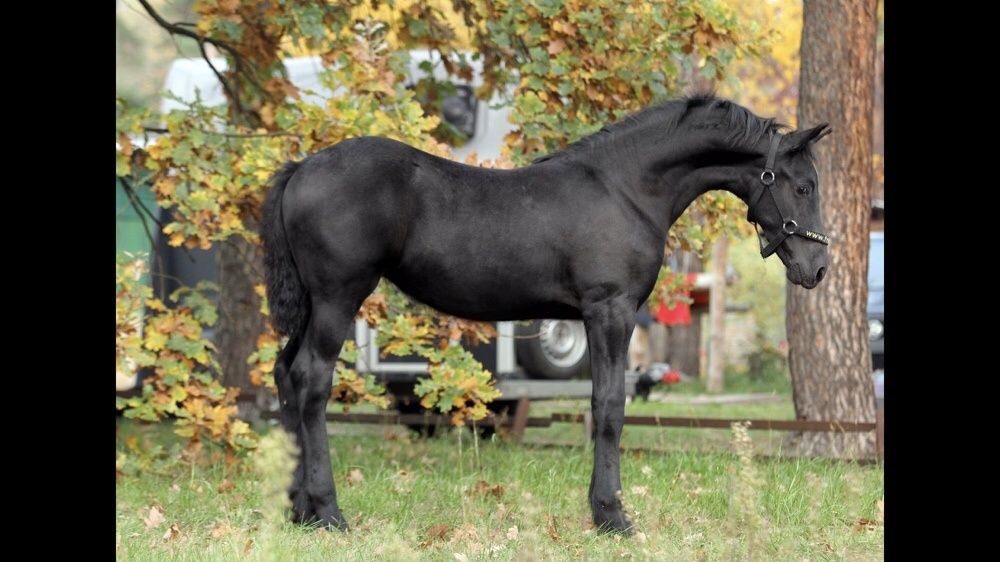 Фриз жеребята