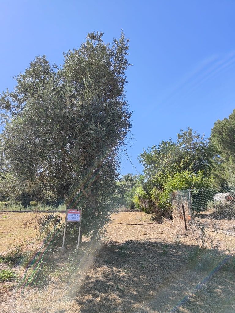 Terreno em Palmela