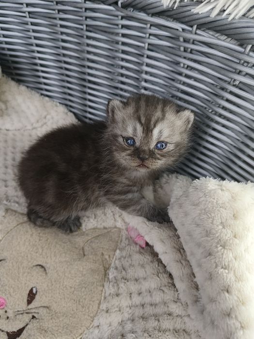 Kocurek pręgowany silver tabby