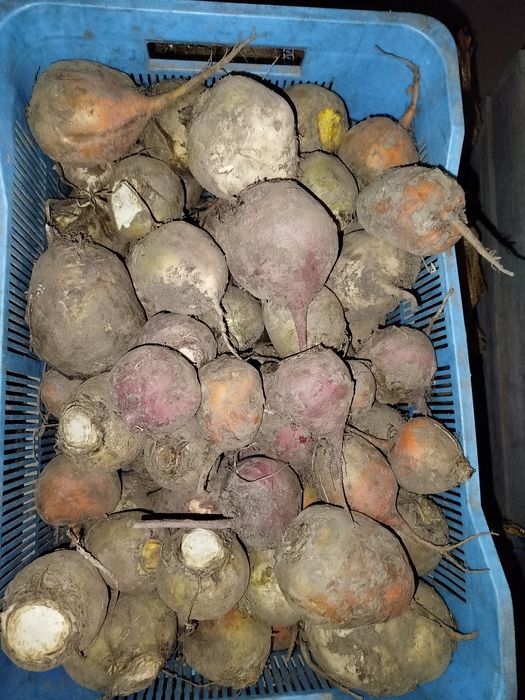 Buraki ćwikłowe mix kolorów