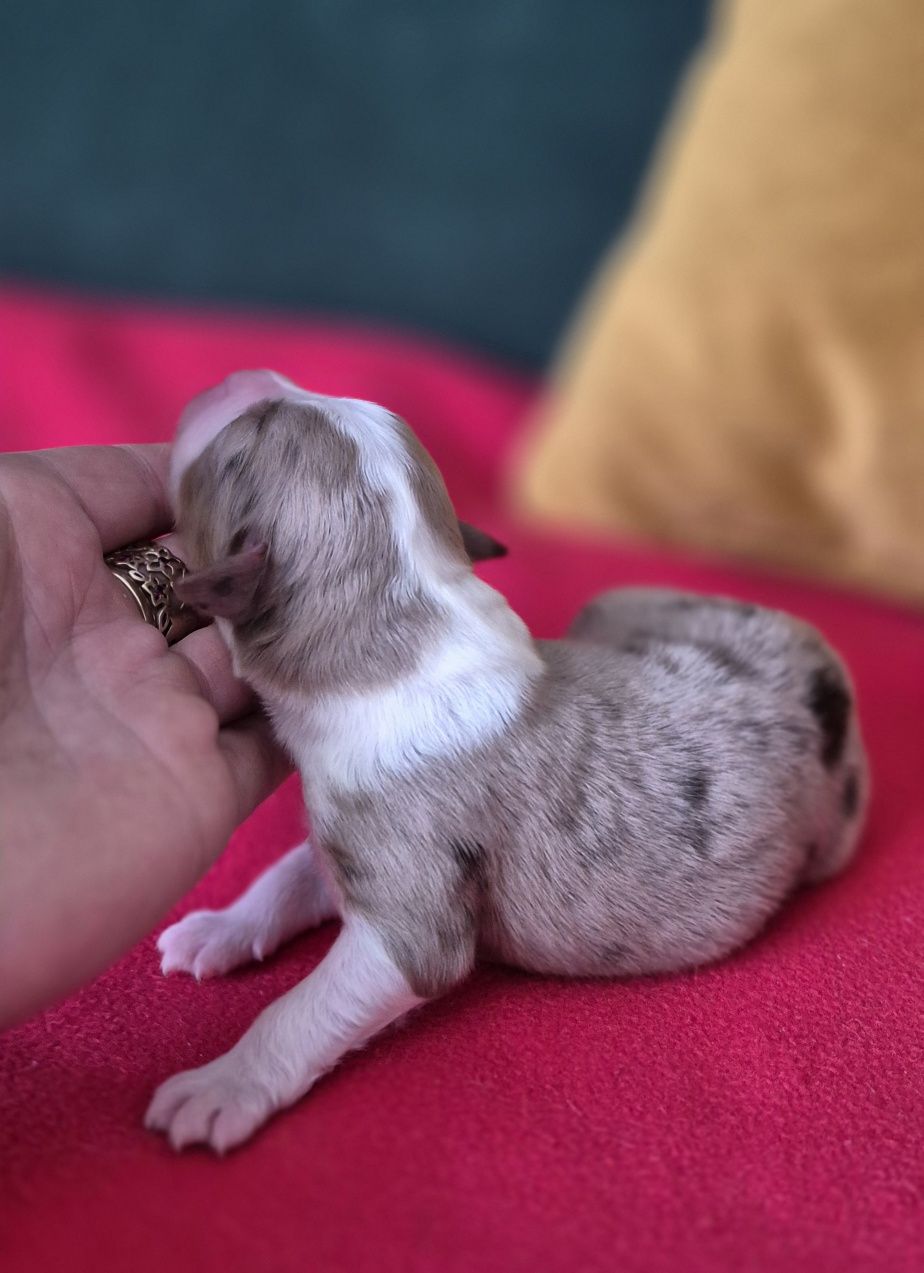 Miniaturowy owczarek amerykanski