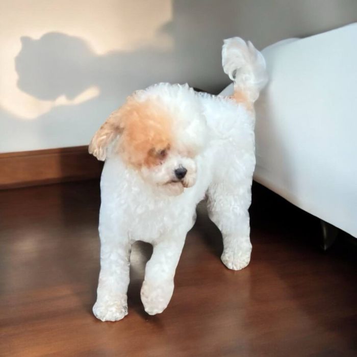 Sunia pudel toy/miniaturka  biało-ruda!!!