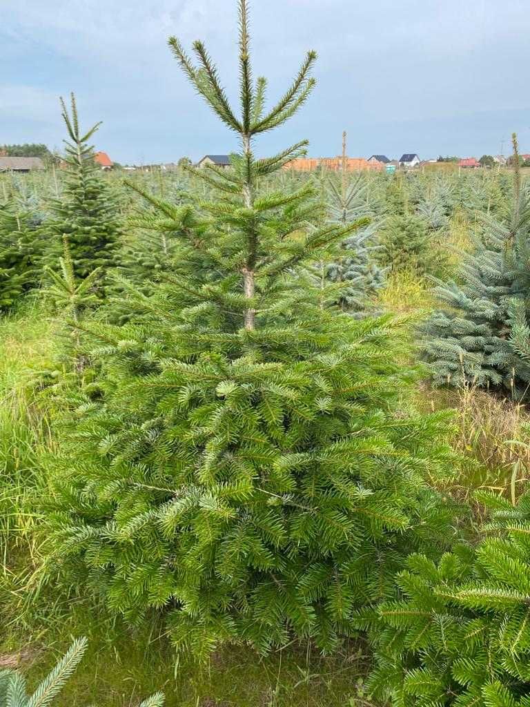 Świerk srebrny, jodła kaukaska własna plantacja.