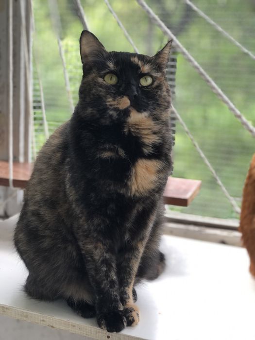 Кошечка 2 ,5 года отдам даром