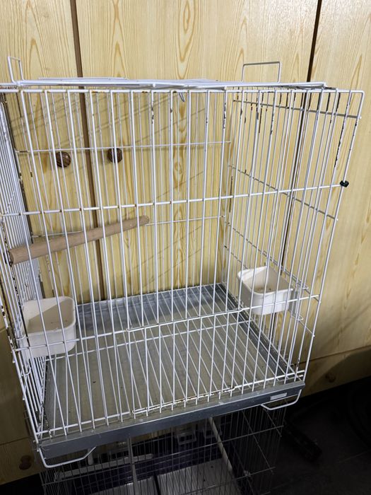 Agapornis macho com gaiola