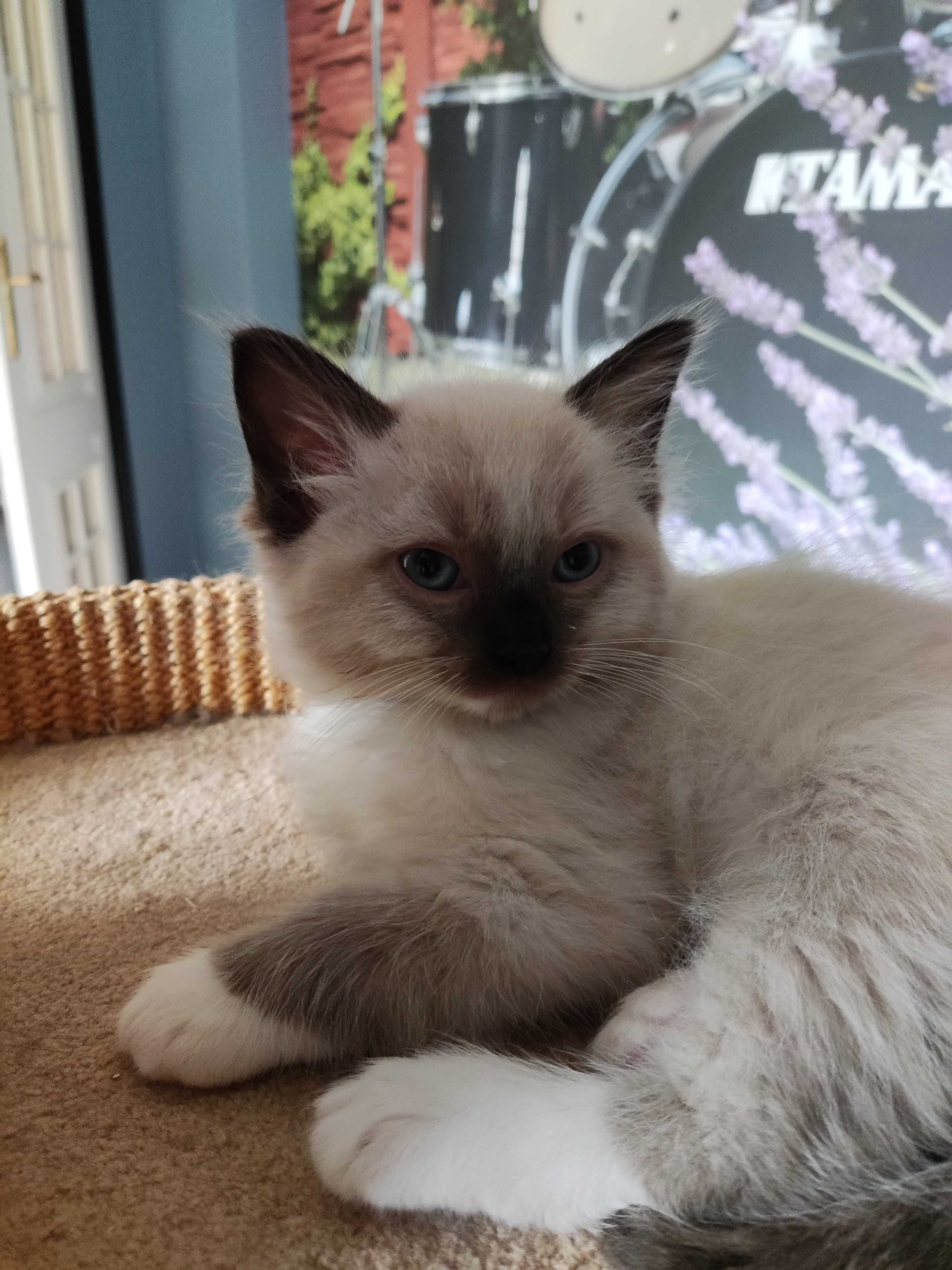 Ragdoll Kot kotka