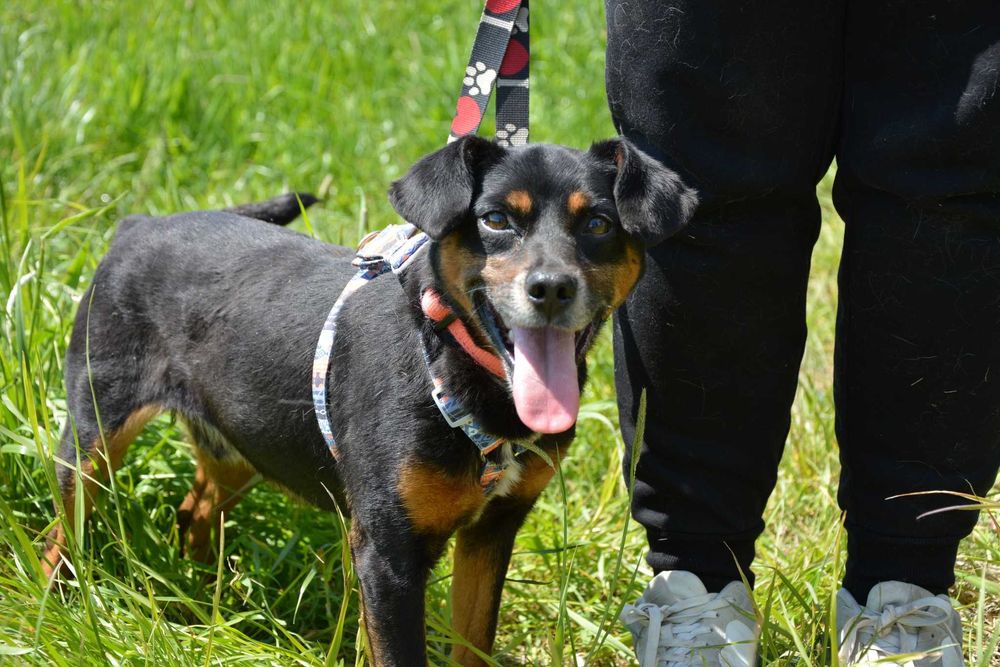 Uśmiechnięty Odi szuka domu ADOPCJA