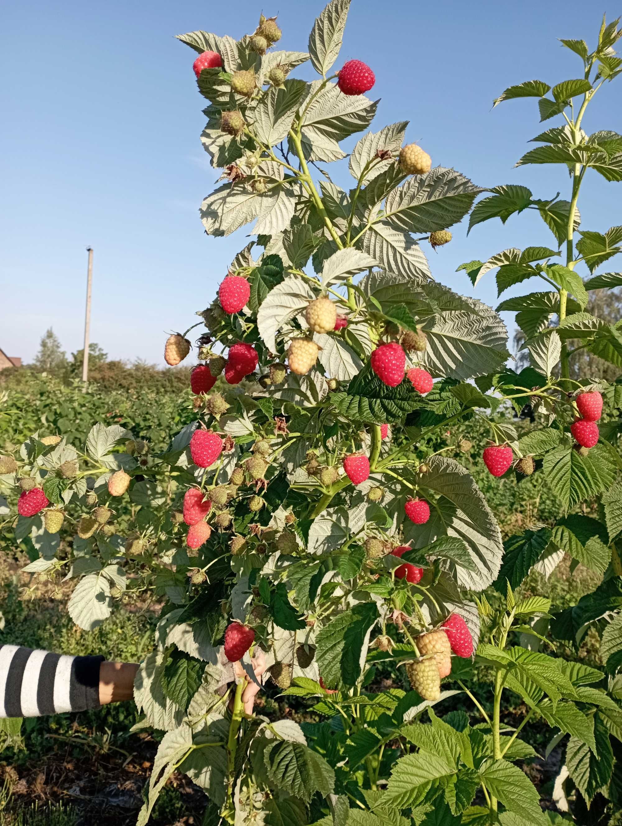 Саджанці малини з закритою кореневою системою