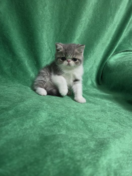 Кошенята екзоти клубні