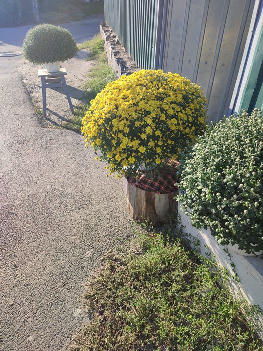 Хризантема мультифлора