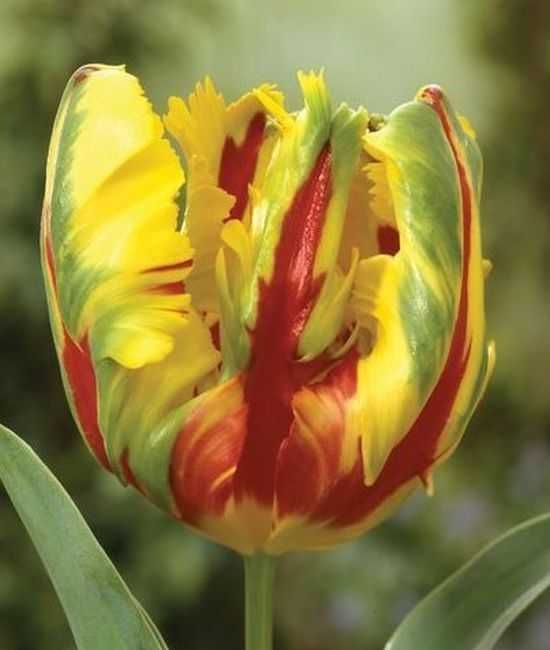 Tulipany mieszane specjalne odmiany 100 cebulek za 79 zł