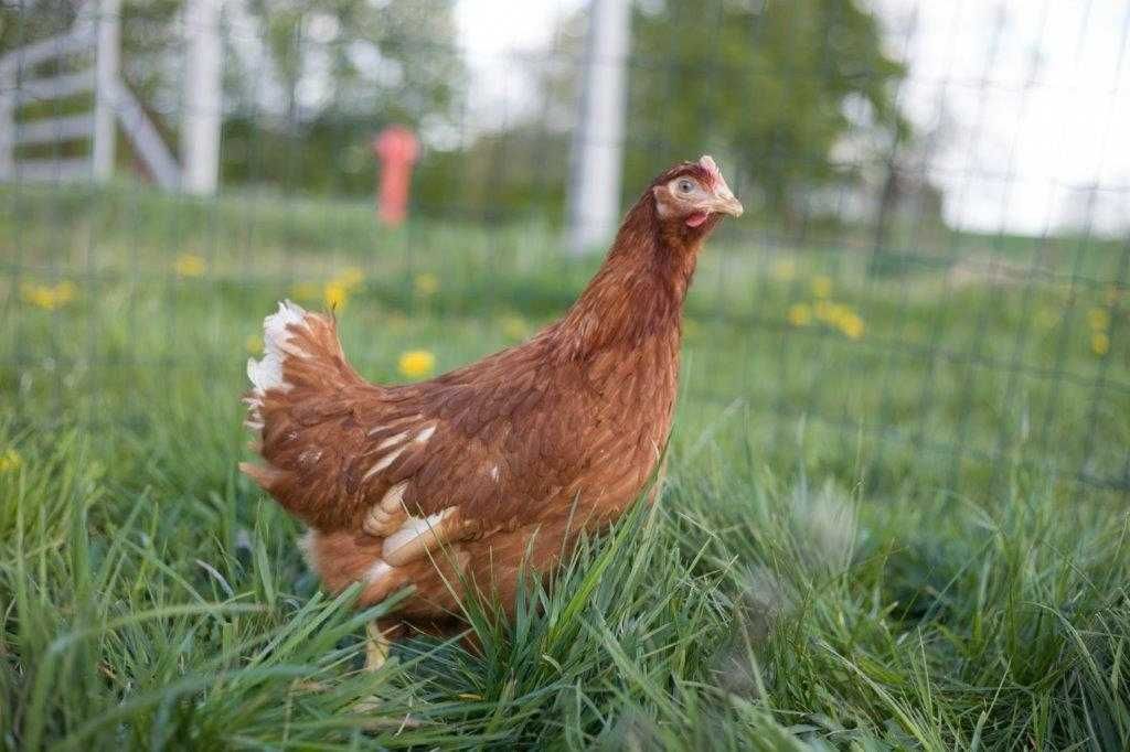 Młode kurki nioski z jajkiem Tetra brązowa i biała