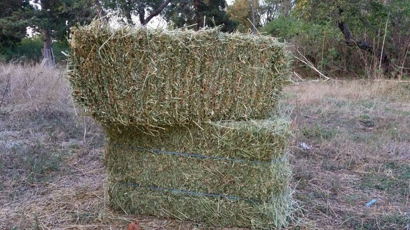 Сіно Люцерни в тюках Солома ярого ячміню / пшенична