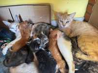 URGENTE Gatinhos para dar - Pocariça MACEIRA
