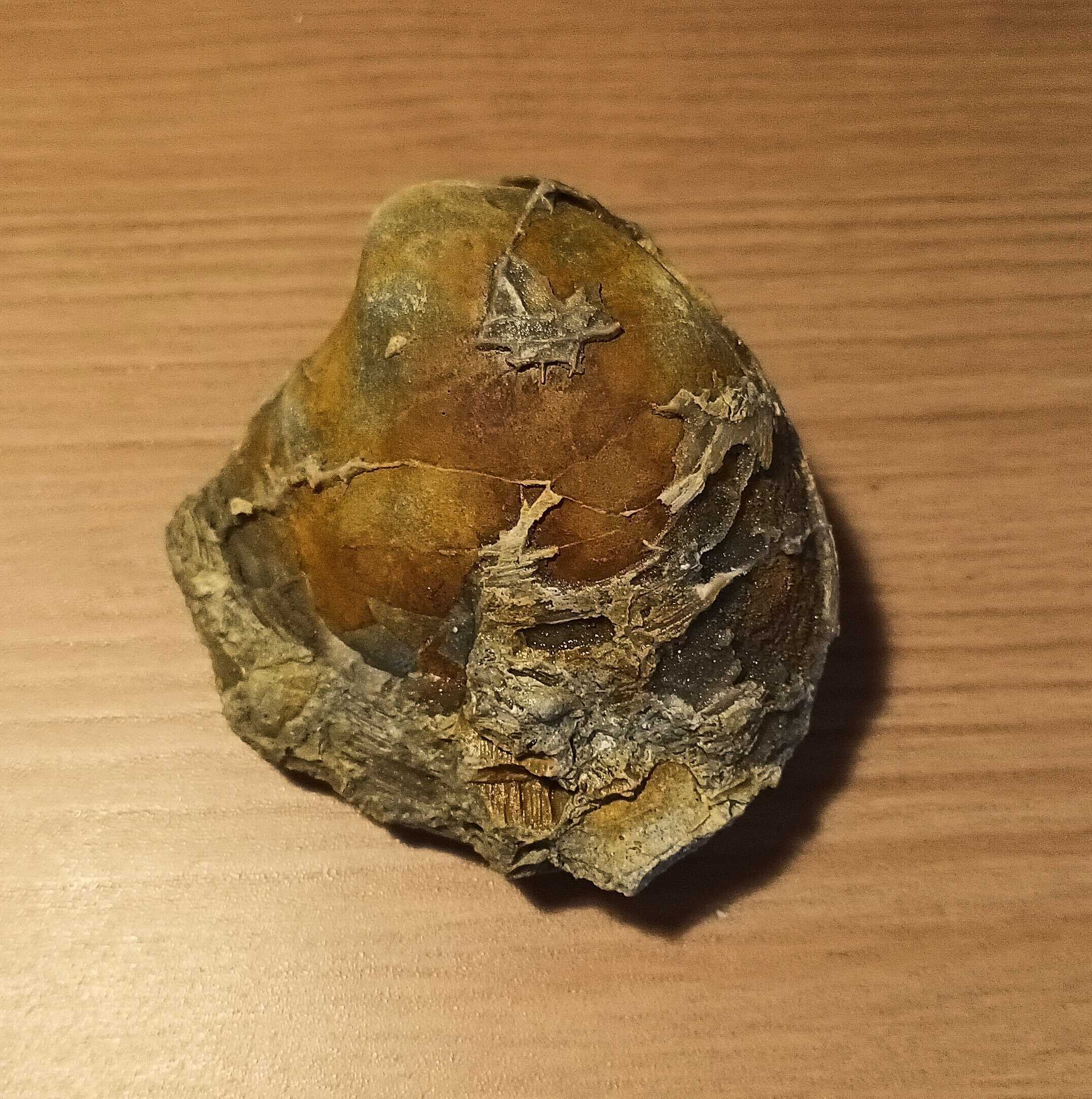 Fossil de bivalve do Miocenico