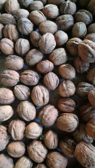 Orzechy włoskie świeże