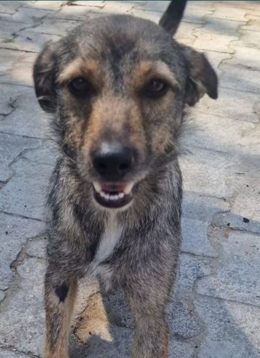 Zoja do adopcji.