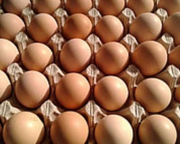 Інкубаційне яйце Ломан Браун Угорщина