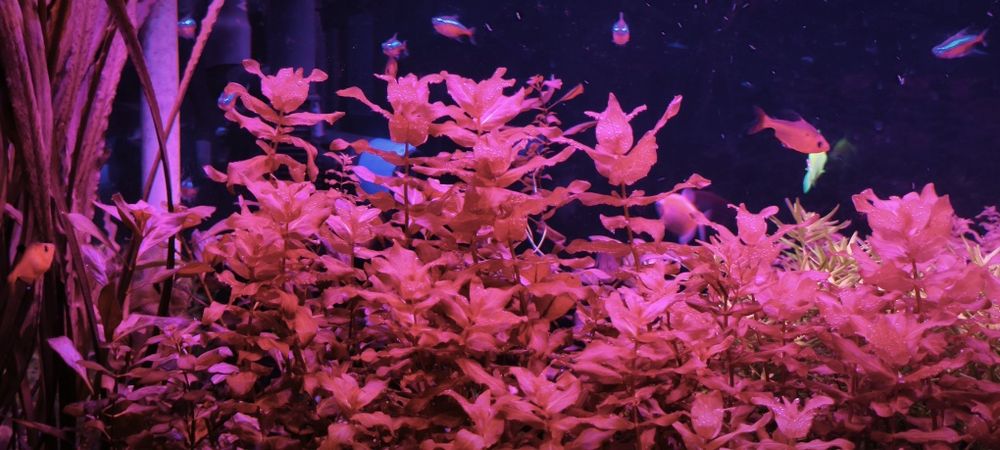 Zestaw pięknych roślin akwariowych