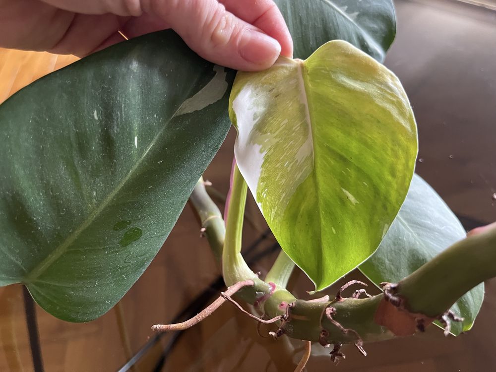 Ukorzeniona sadzonka filodendron tricolor white pink princess